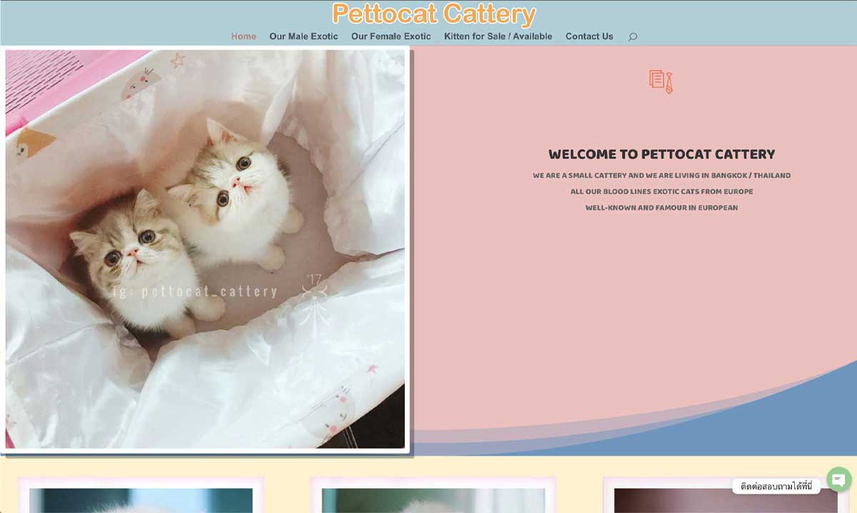 PETTOCAT CATTERY PETTOCAT CATTERY